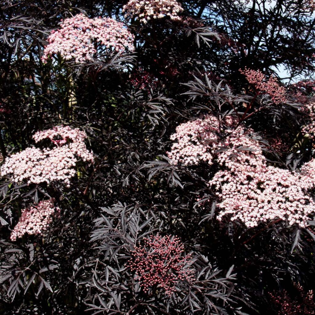 Sambucus nigra porphyrophylla ‘Black Lace’ (Eva) Black Elder Tree 5038838019876 2